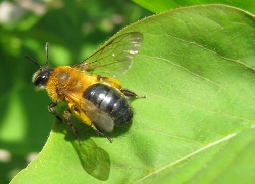 Réf. 197 262 : Andrena nitida